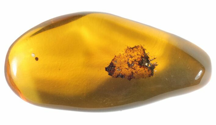 Polished Chiapas Amber With Inclusions - Mexico #50806